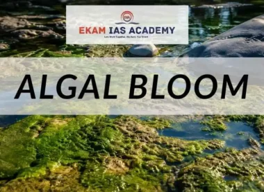 Algal Bloom