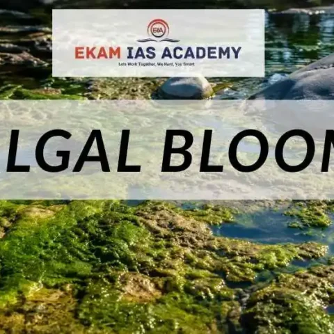 Algal Bloom