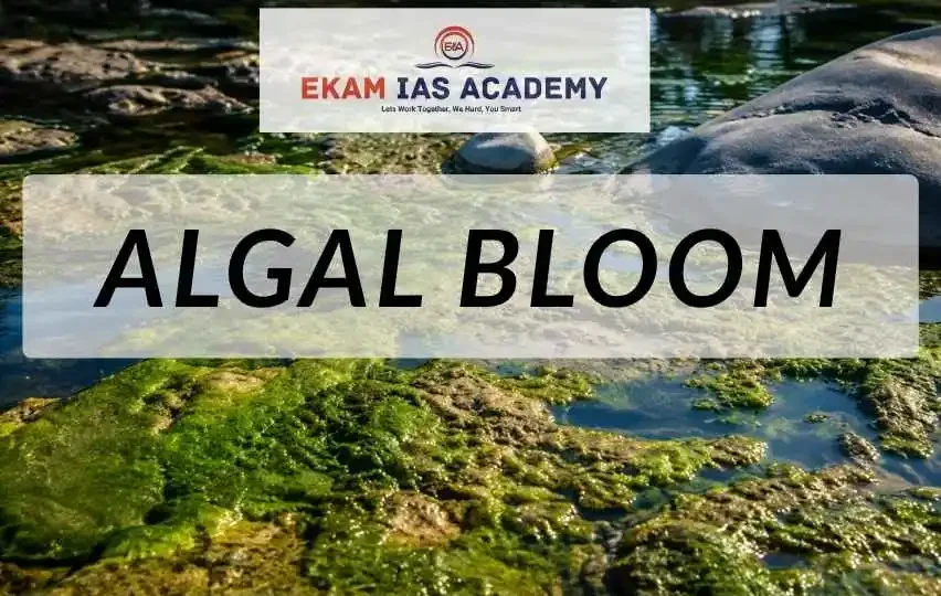 Algal Bloom
