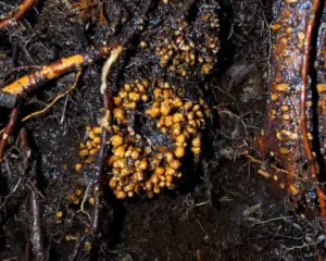 Arbuscular Mycorrhizal Fungi