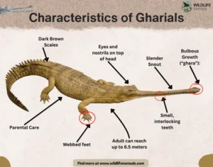 Gharials