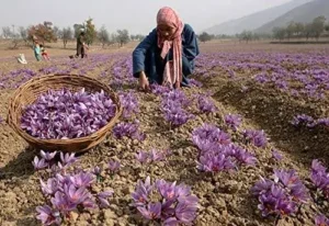Kashmir Saffron