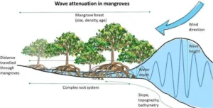 Mangroves as a Natural Coastal Shields
