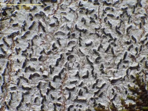 Allographa