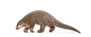 Himalayan Pangolin