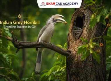 Indian Grey Hornbill