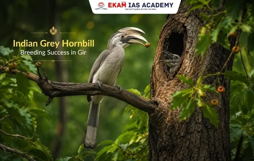 Indian Grey Hornbill