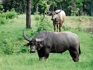Asiatic Wild Buffalo