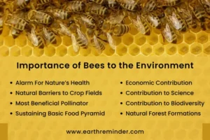 Indias Sweet Revolution and Bees For Sustainability