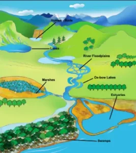 Restoring Urban Lakes