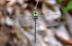 Spoontailed Duskhawker