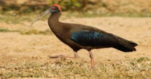 Red-naped Ibis