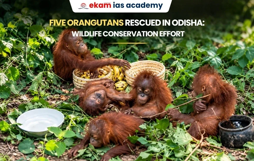 Five Orangutans Rescued in Odisha