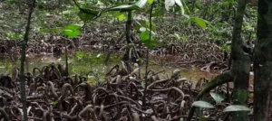Myristica Swamps
