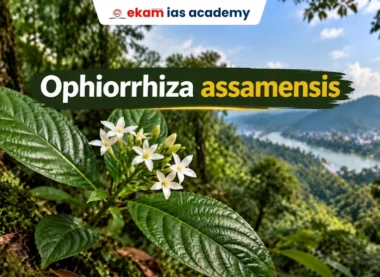 Ophirrhiza Assamensis