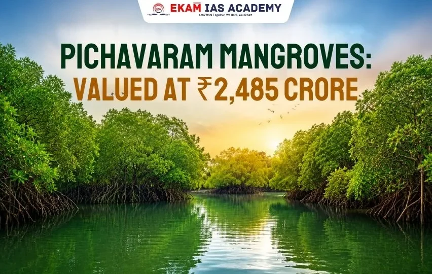 Pichavaram Mangrove