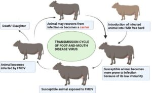 Foot-and-mouth Disease (FMD)