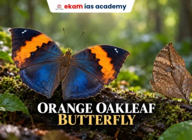 Orange Oakleaf Butterfly