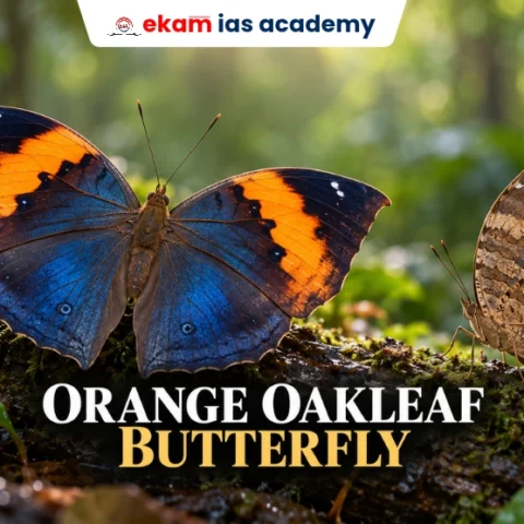 Orange Oakleaf Butterfly