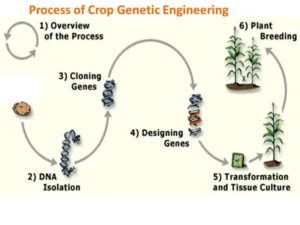 Process of crop Genetic Engineering
