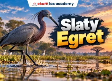 Slat Egret
