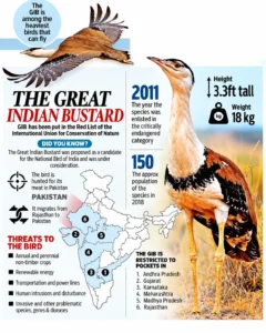 The Great Indian Bustard
